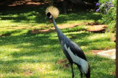 IMG_0816-Foz-do-Iguacu-Parque-das-Aves