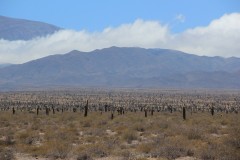 IMG_1080-PN-Los-Cardones