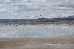 IMG_1174-Laguna-de-los-Pozuelos