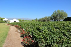 IMG_2040-Luján-de-Cuyo-Bodega-Luigi-Bosca