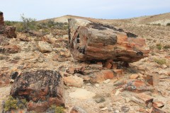 IMG_3108-Monumento-Natural-Bosques-Petrificados