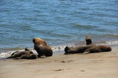 IMG_3485-Mar-del-Plata-Costanera-Sur-přístav