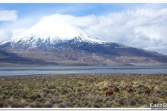 554-PN-Lauca-Volcán-Parinacota