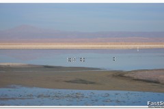 613-RN-Los-Flamencos-Laguna-Chaxa