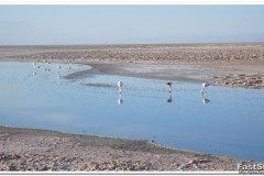 614-RN-Los-Flamencos-Laguna-Chaxa