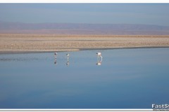 615-RN-Los-Flamencos-Laguna-Chaxa