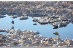 617-RN-Los-Flamencos-Laguna-Chaxa