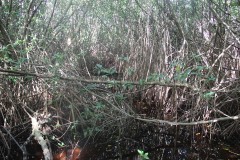 IMG_2901-Levera-Mangrove-Wetland