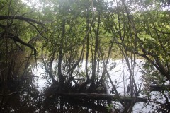 IMG_3089-La-Sagesse-Mangrove-Swamps