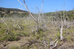 IMG_3296-Petit-Carenage-Mangrove