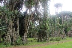 fotky-Indonésie-2013-1213-Bogor-Botanic-Garden