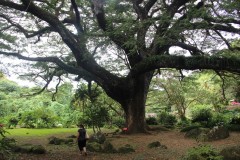 IMG_1710-Habitation-Céron-Les-Arbres-Zamana