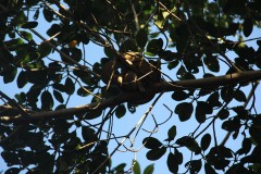 IMG_3505-Caroni-Swamp-and-Bird-Sanctuary