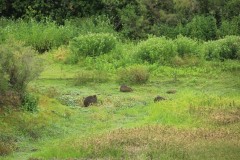 IMG_4076-Estación-de-Cria-de-Fauna-Autoctona