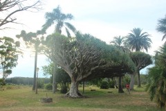 IMG_4085-Castillo-de-Piria-Dracaena-Draco