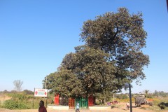 IMG_9012-Ndola-Slave-Tree