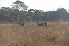 IMG_9122-Nchila-Wildlife-Reserve